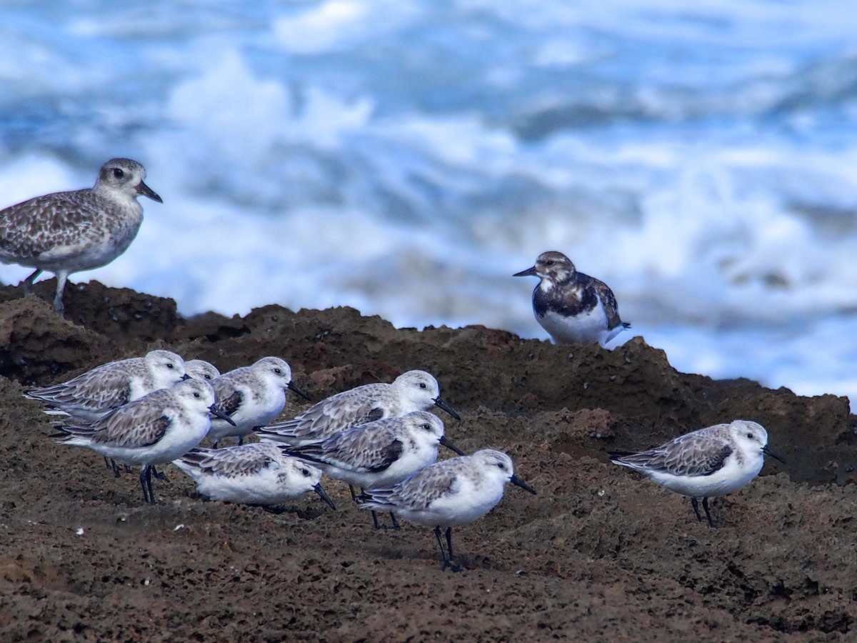 Piovanello tridattilo - ML647582324