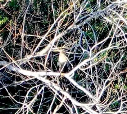 Anhinga - ML647582325