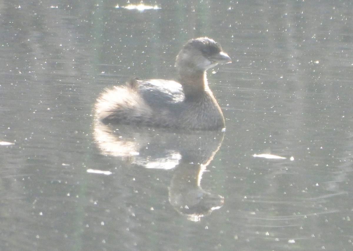 Pied-billed Grebe - ML647582326