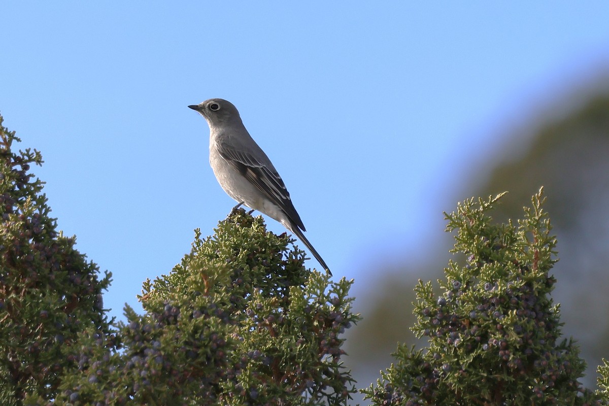 Townsend's Solitaire - ML647582328