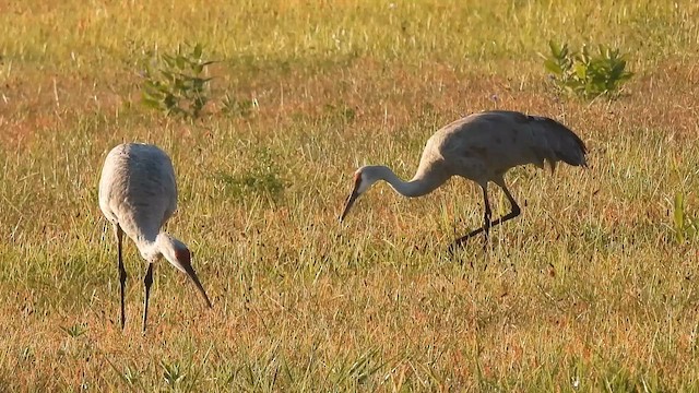 עגור קנדי - ML647582329