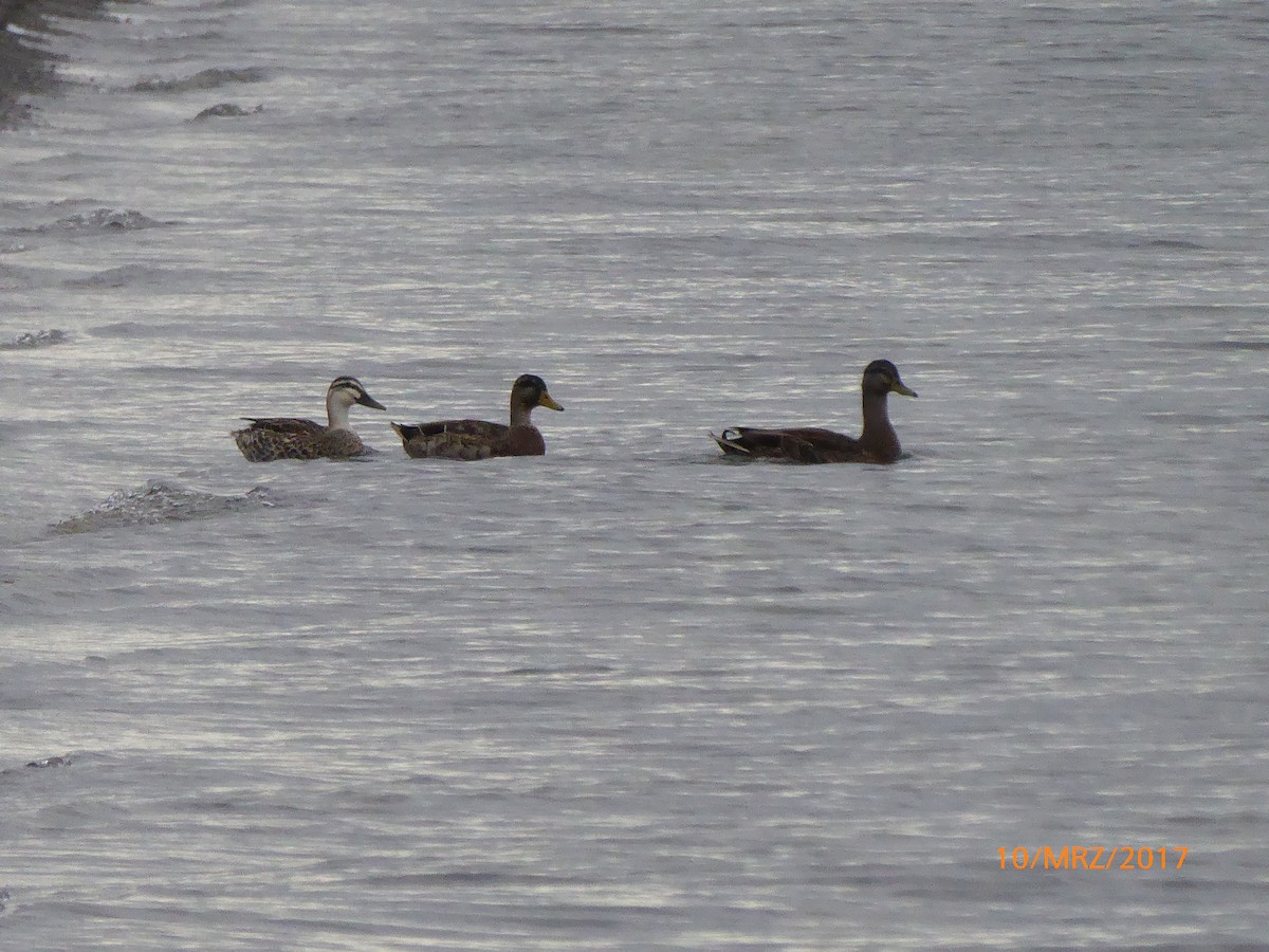 Pacific Black Duck/Mallard - ML647582330