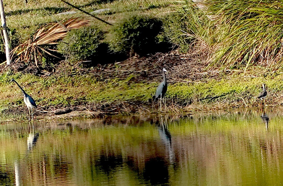 Little Blue Heron - ML647582331