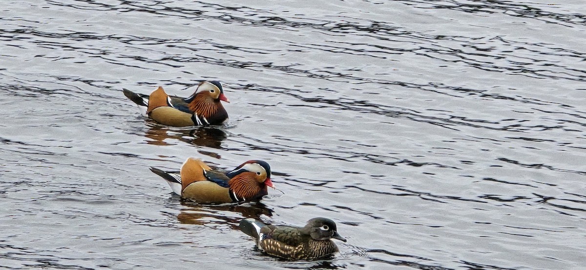 Mandarin Duck - ML647582332