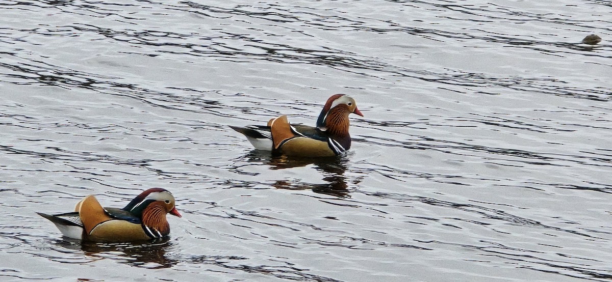 Mandarin Duck - ML647582333