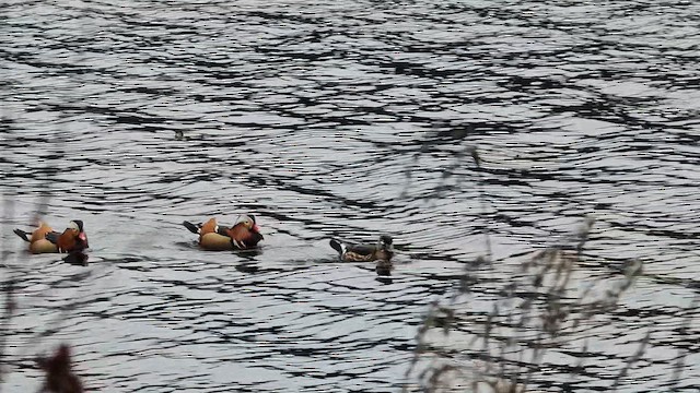 Pato Mandarín - ML647582334