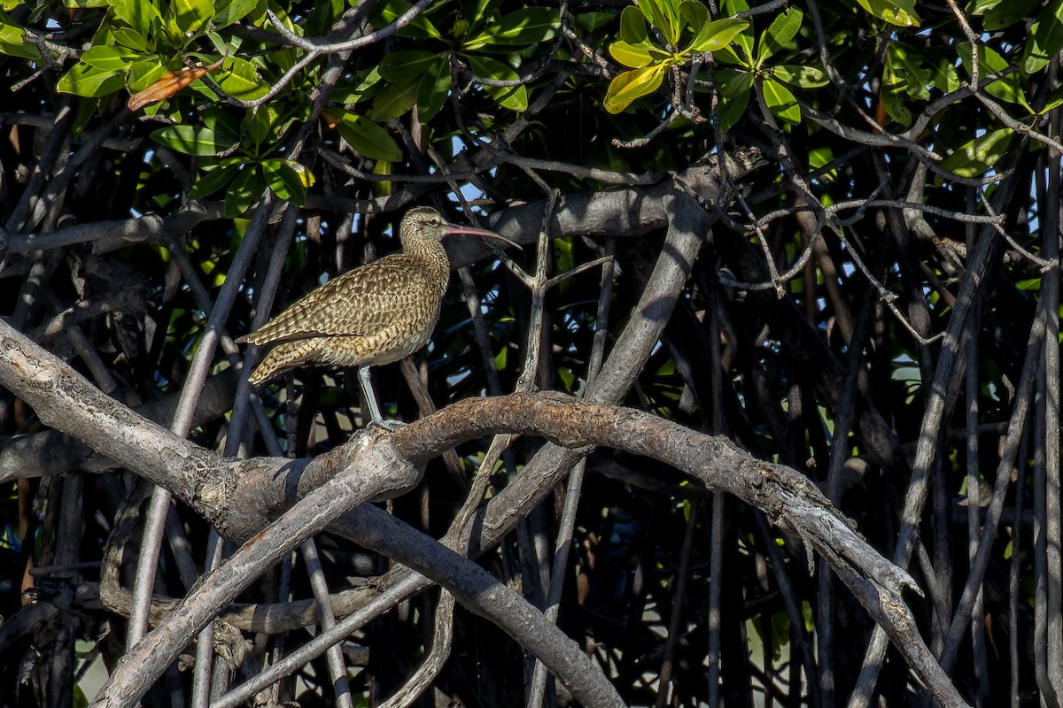 Chiurlo piccolo americano - ML647582336