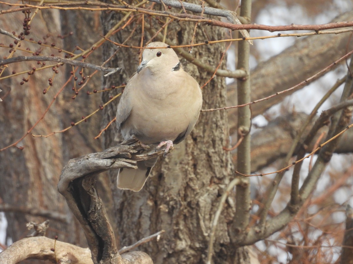 Tortora dal collare - ML647582339
