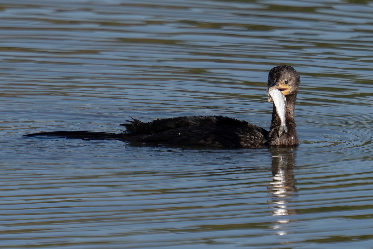 Neotropic Cormorant - ML647582341