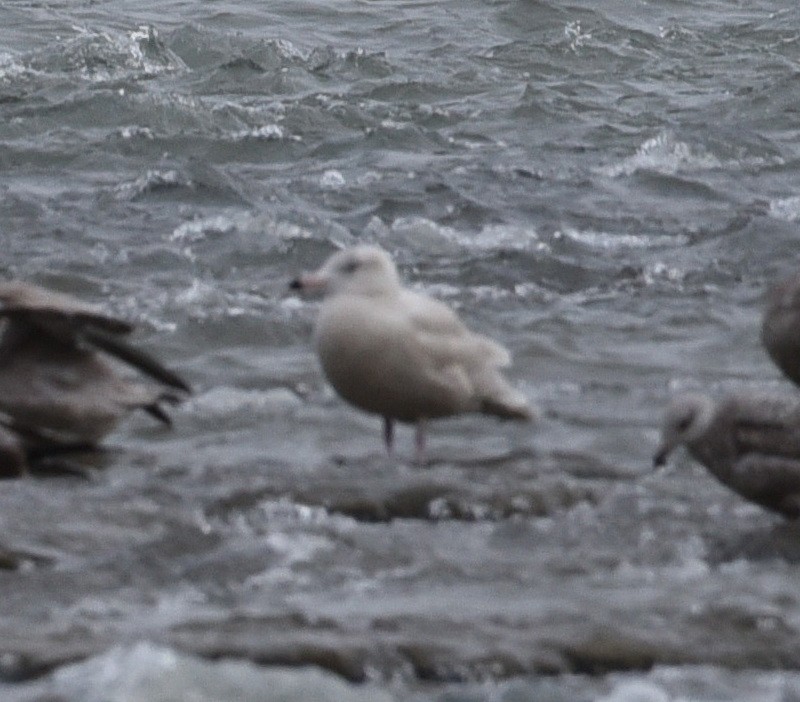 Gavión Hiperbóreo - ML647582348