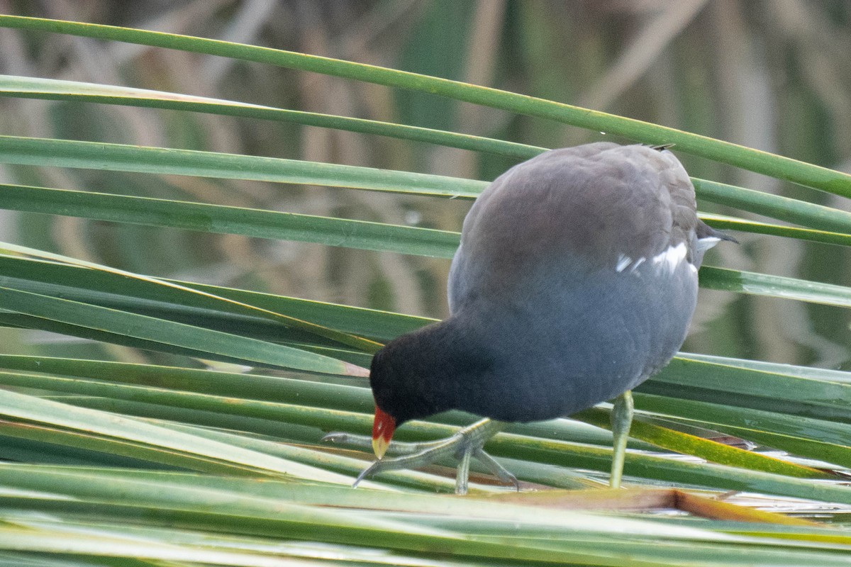 slípka americká - ML647582372