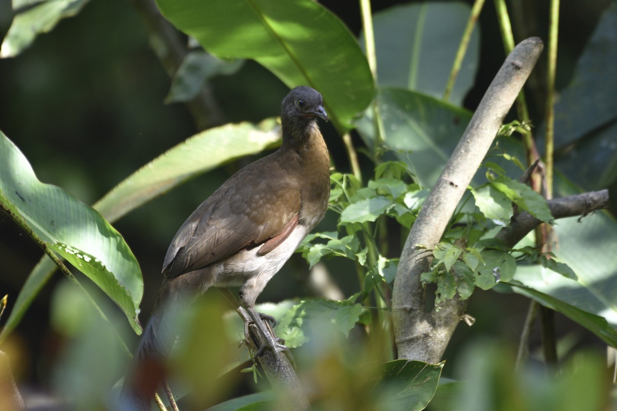 Gray-headed Chachalaca - ML647582395
