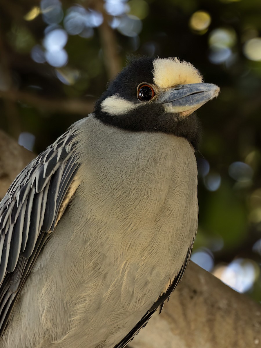 Yellow-crowned Night Heron - ML647582398