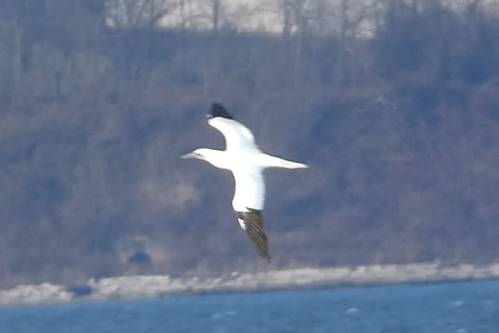 סולה מצויה - ML647582416