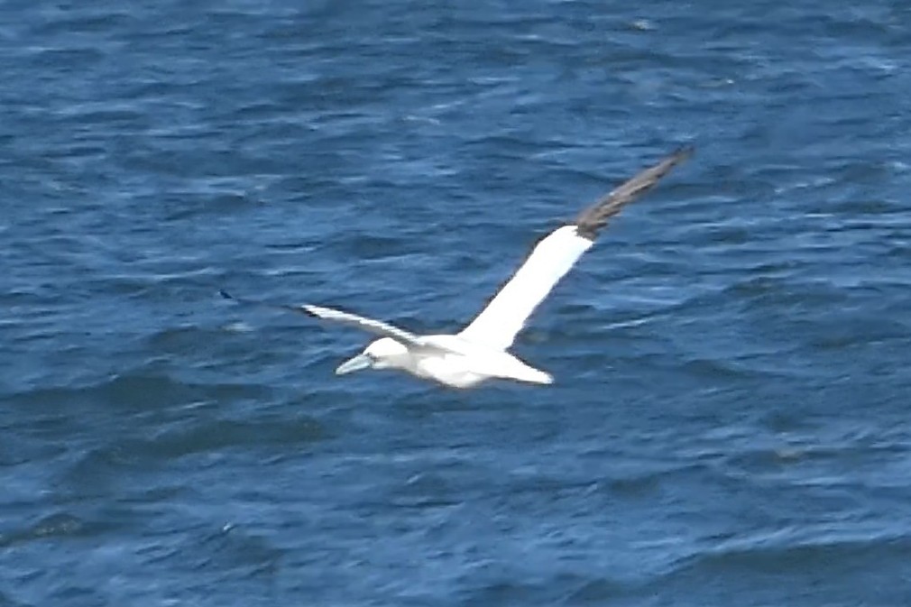 סולה מצויה - ML647582417