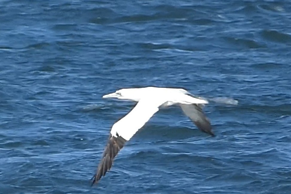 סולה מצויה - ML647582418