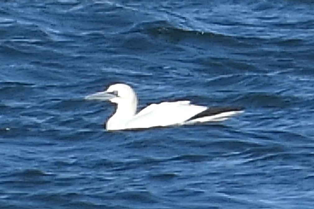 סולה מצויה - ML647582419