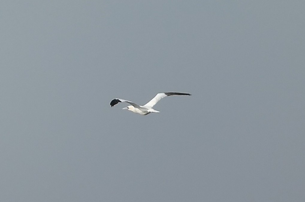 סולה מצויה - ML647582420