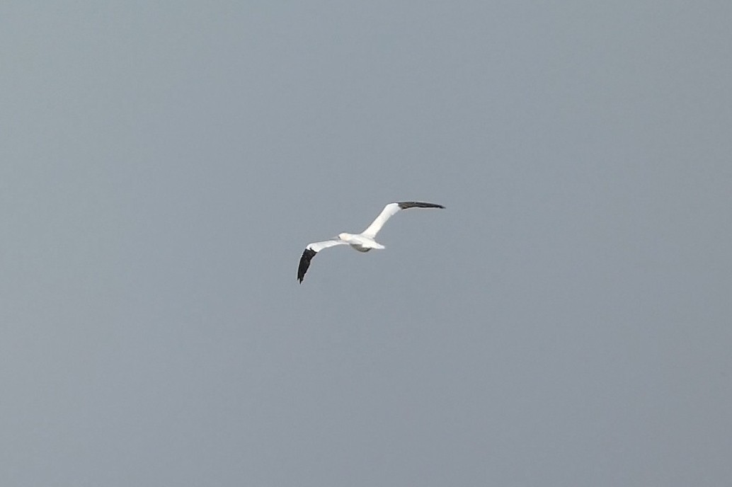 סולה מצויה - ML647582421