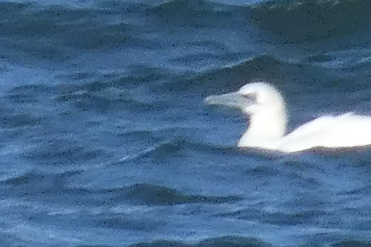 סולה מצויה - ML647582422