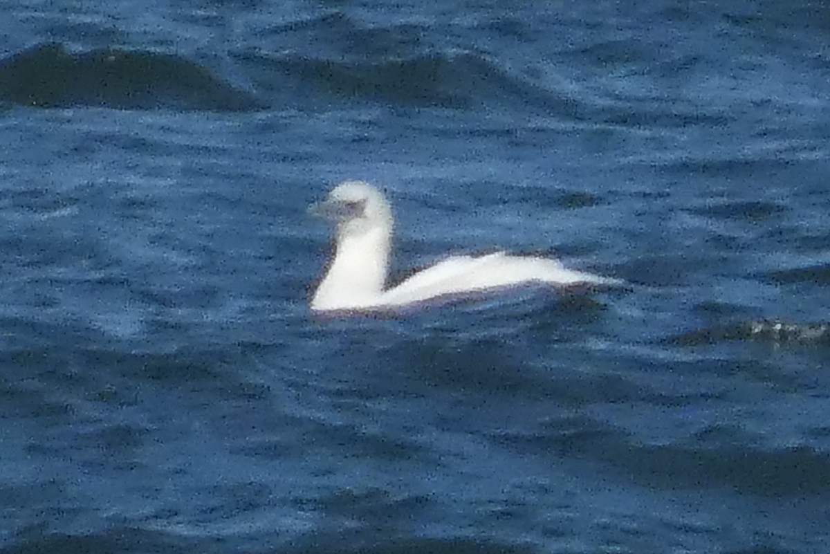 סולה מצויה - ML647582423