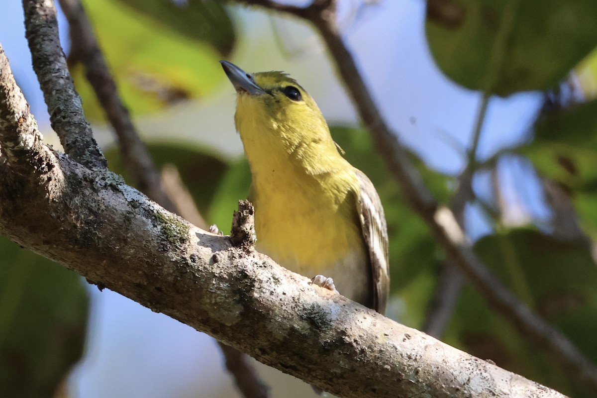 ויראו צהוב-גרון - ML647582429