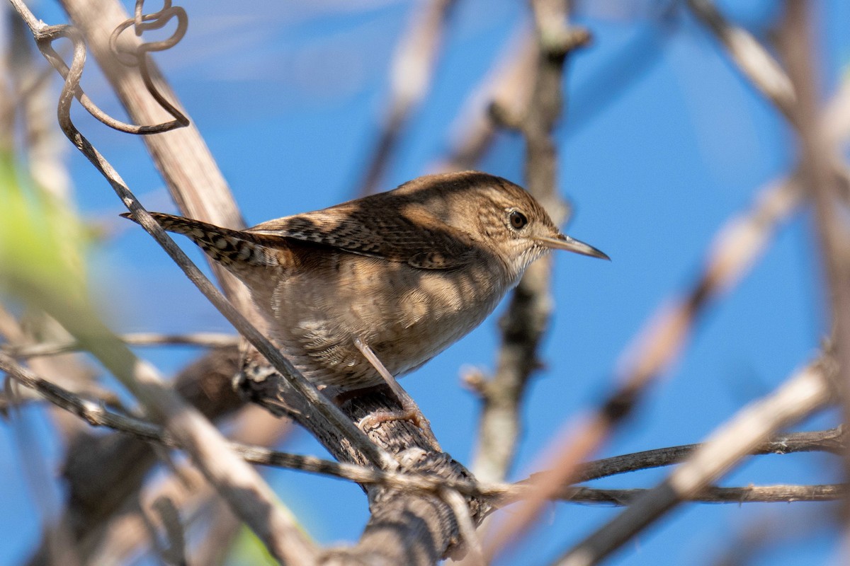 Northern House Wren - ML647582461