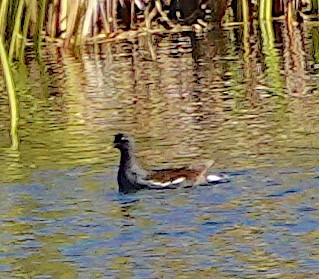 slípka americká - ML647582463