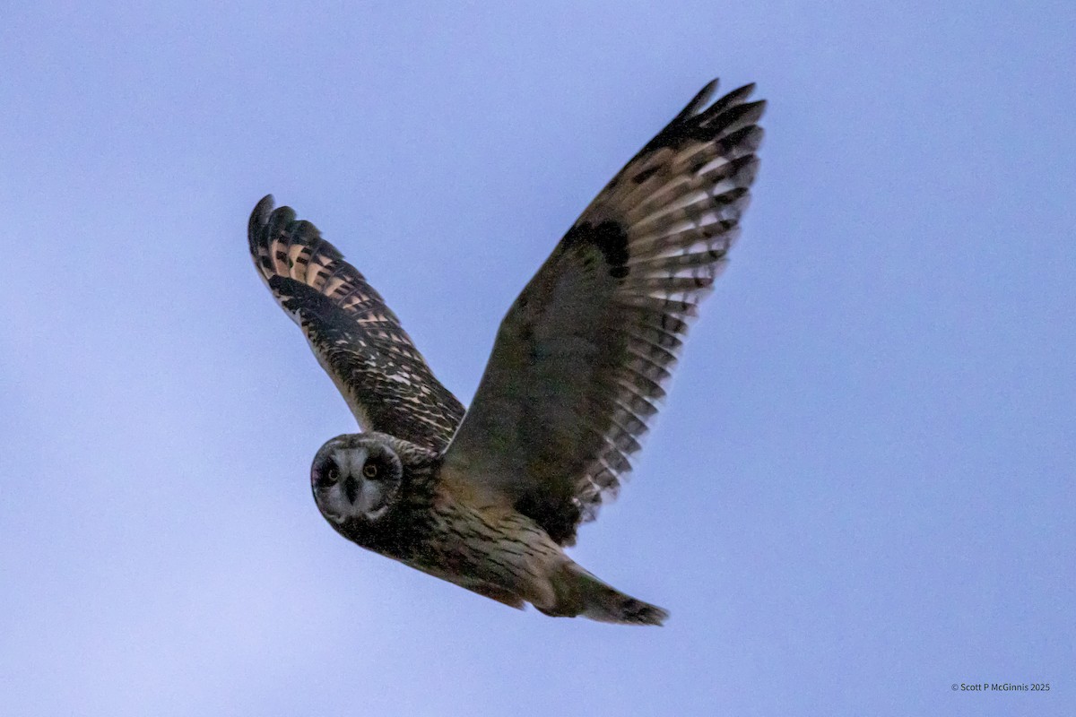 Short-eared Owl - ML647582466