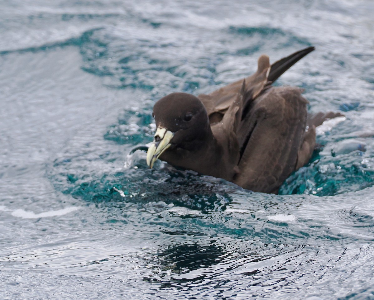 White-chinned Petrel - ML647582488