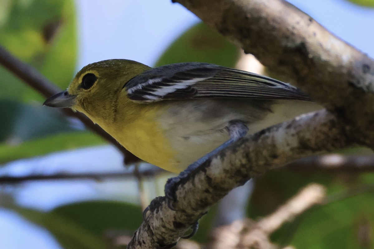 ויראו צהוב-גרון - ML647582490