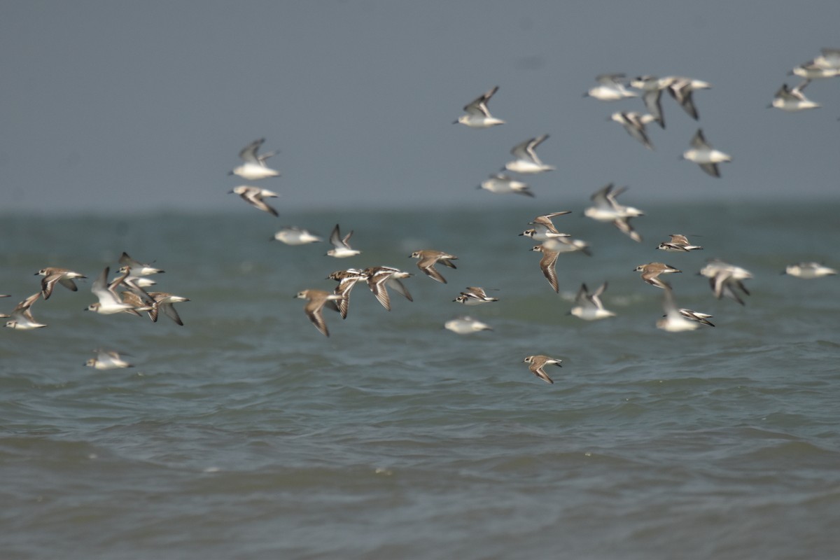 Harri-iraulari arrunta - ML647582505