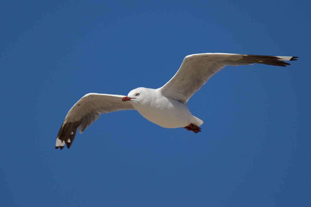 Zilar-antxeta - ML647582507