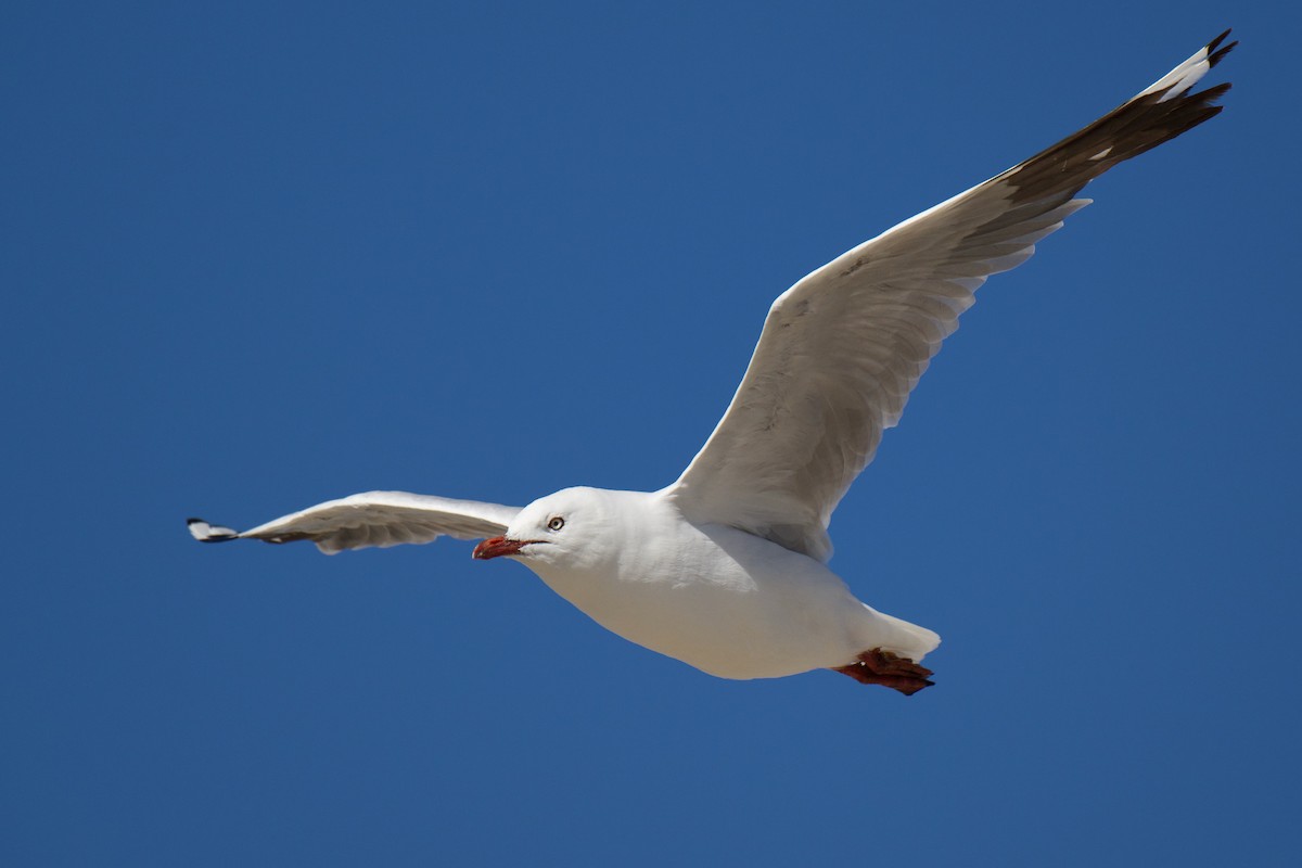 Zilar-antxeta - ML647582518