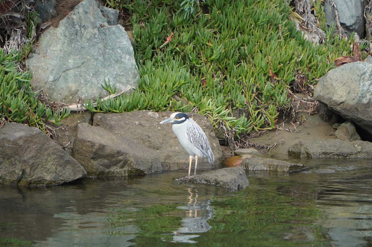 Yellow-crowned Night Heron - ML647582523