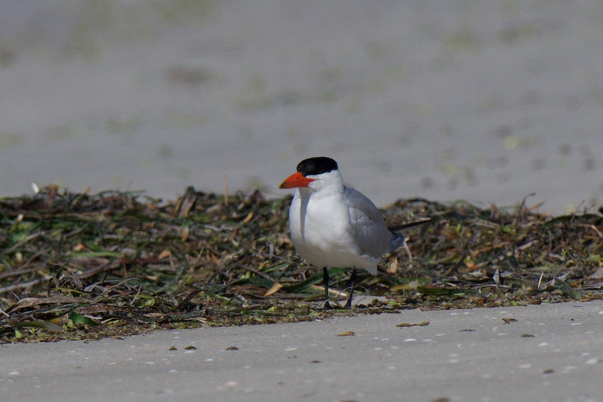 Txenada mokogorria - ML647582526