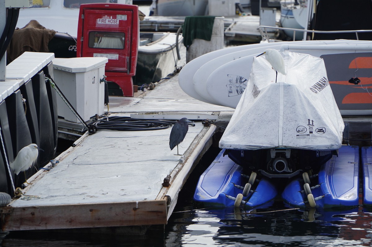 Koartzatxo urdina - ML647582527