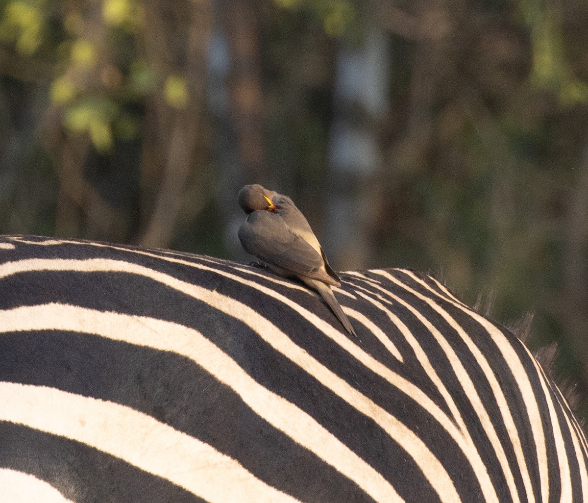Yellow-billed Oxpecker - ML647582535
