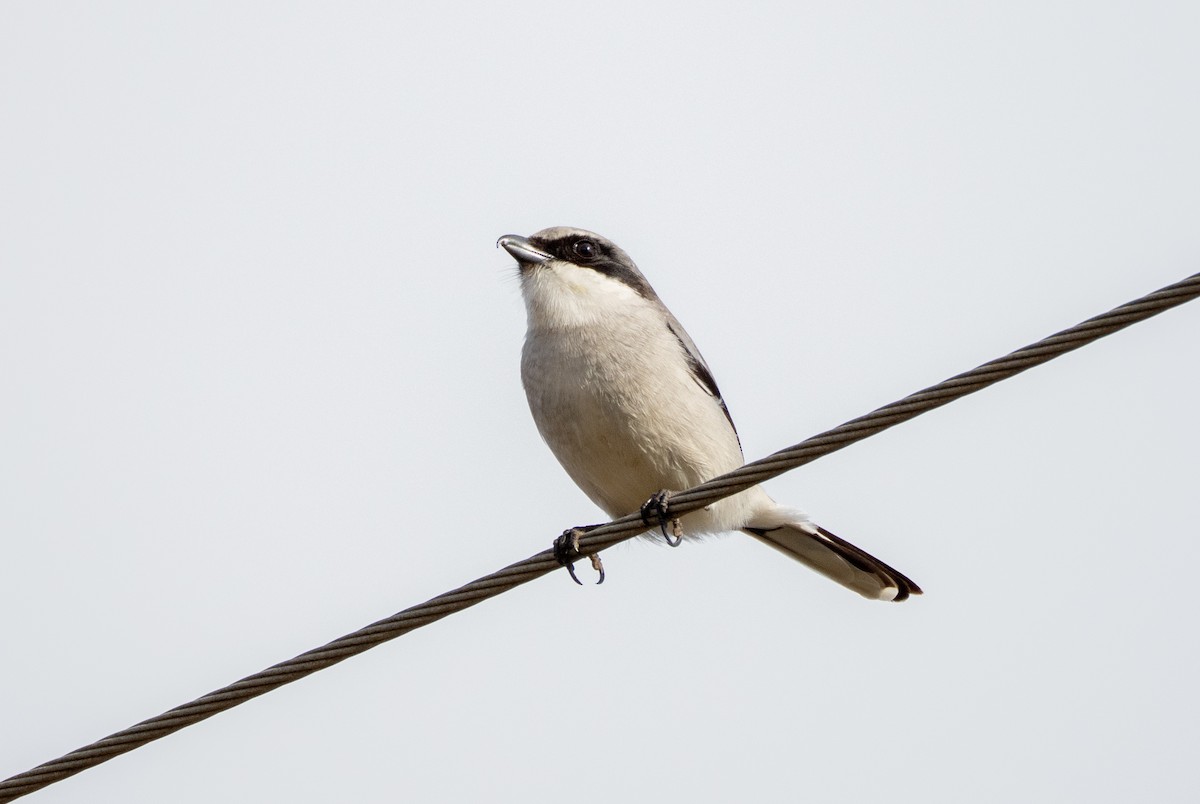 Loggerhead Shrike - ML647582536