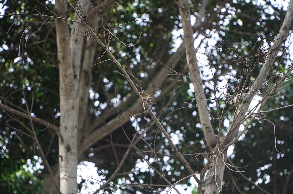 Erregetxo mottogorria - ML647582537