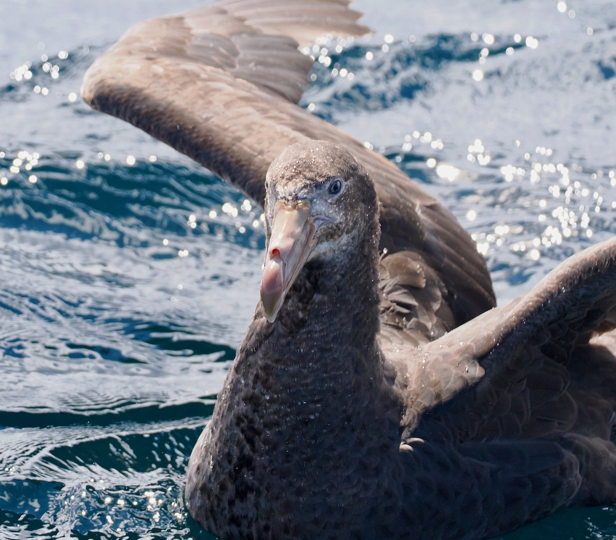 Petreltzar iluna - ML647582540