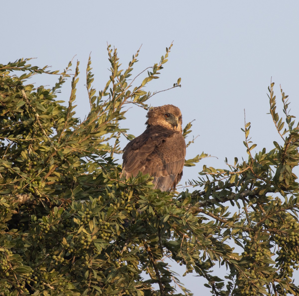 Arrano akrobata - ML647582541