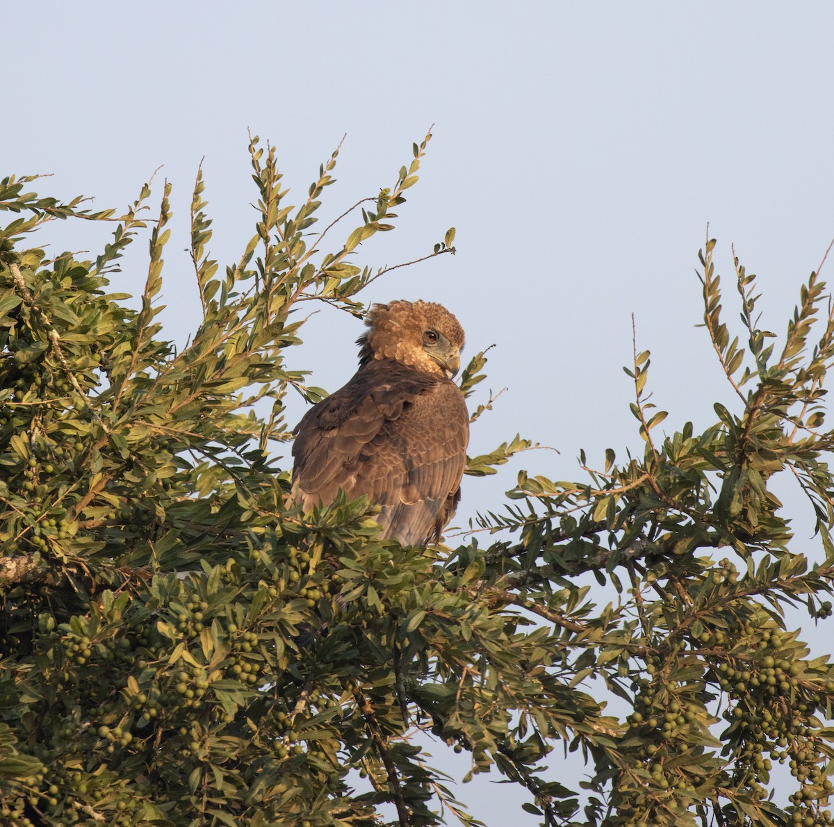 Arrano akrobata - ML647582542