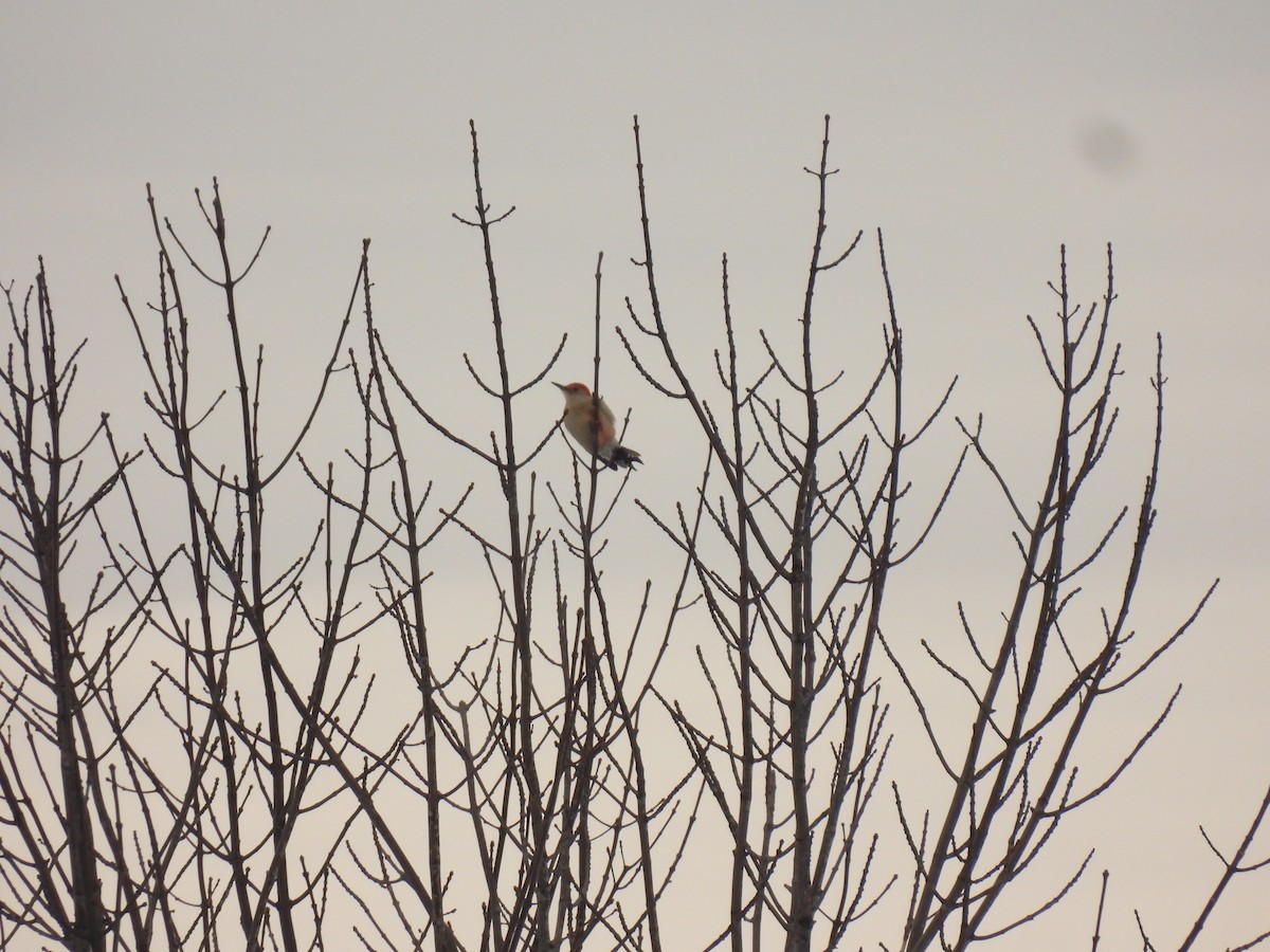 Red-bellied Woodpecker - ML647582543