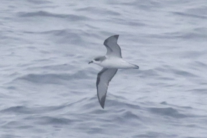 Cook braia - ML647582544