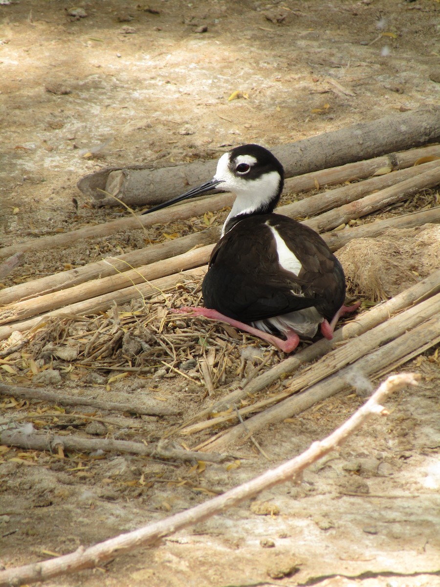 Zankaluze kaskabeltza - ML647582545