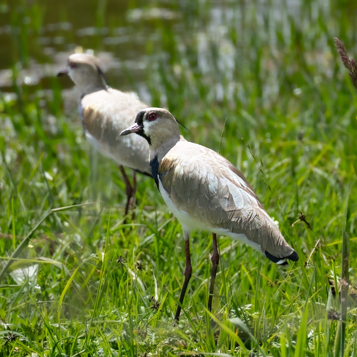 Southern Lapwing - ML647582546