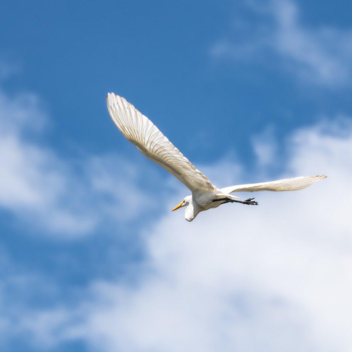 Koartza zuria - ML647582547