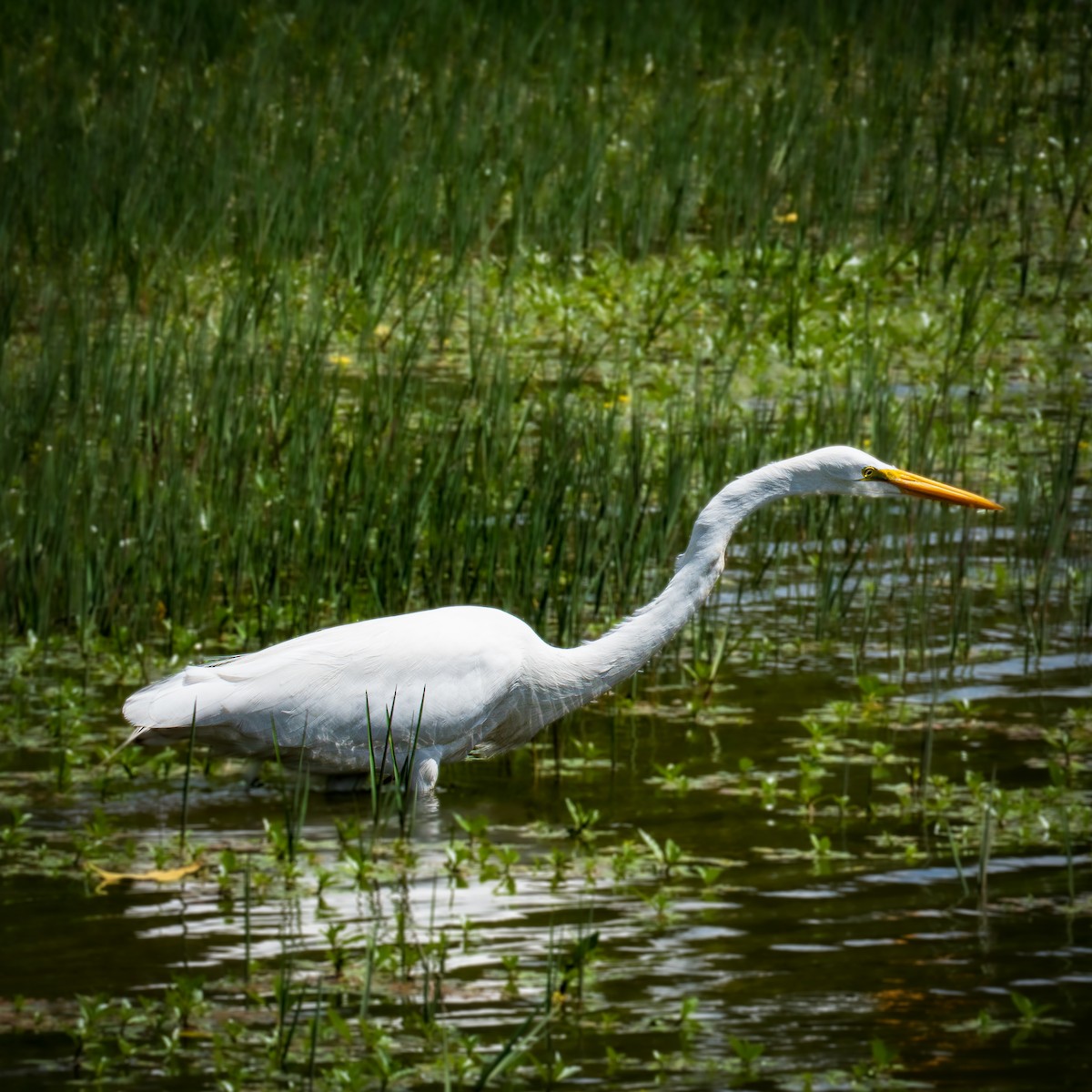 Koartza zuria - ML647582548