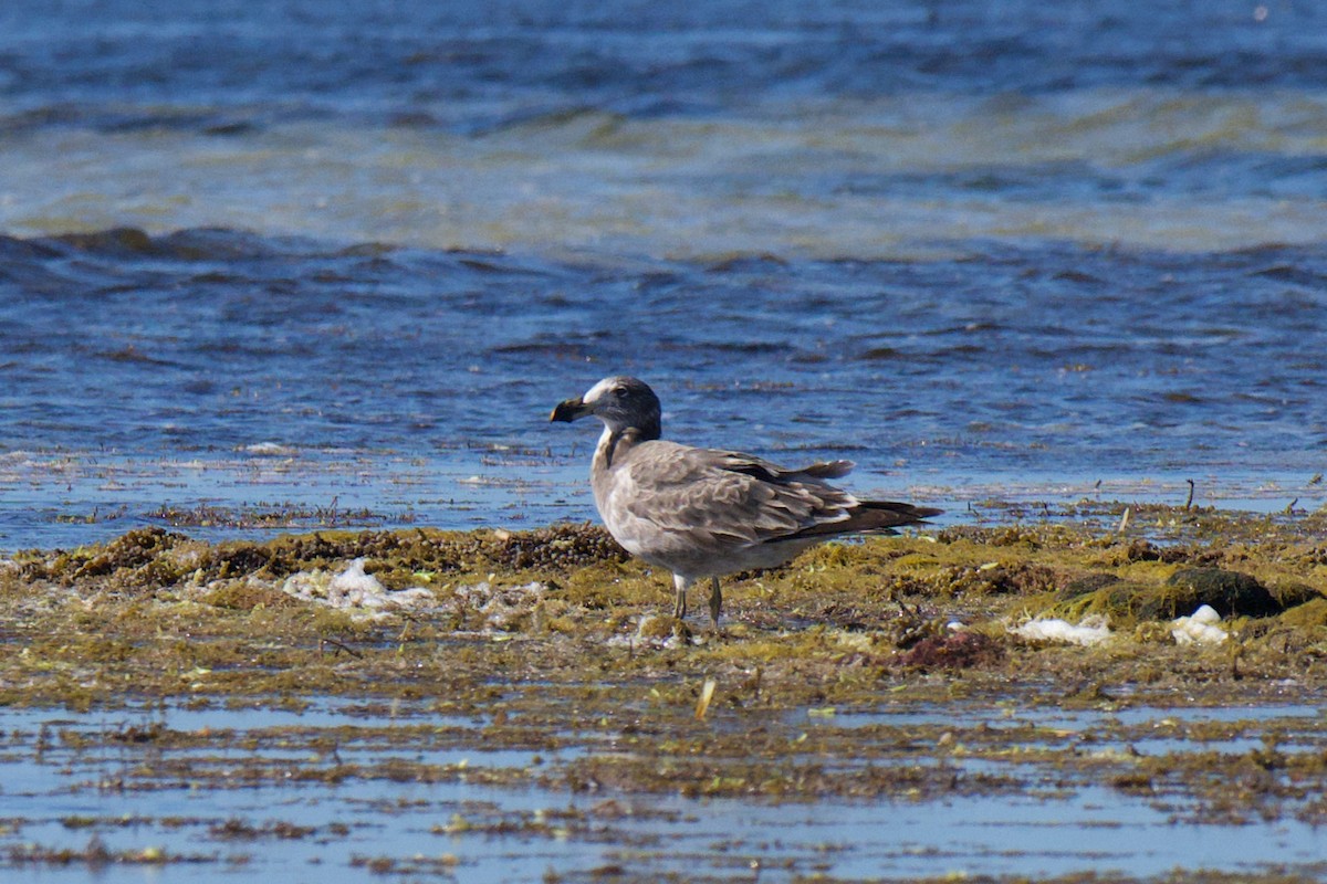 Pacific Gull - ML647582549